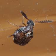 Image of Southern Cowpea Weevil