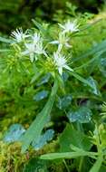 Image of Rhodiola sinuata (Royle ex Edgew.) Fu