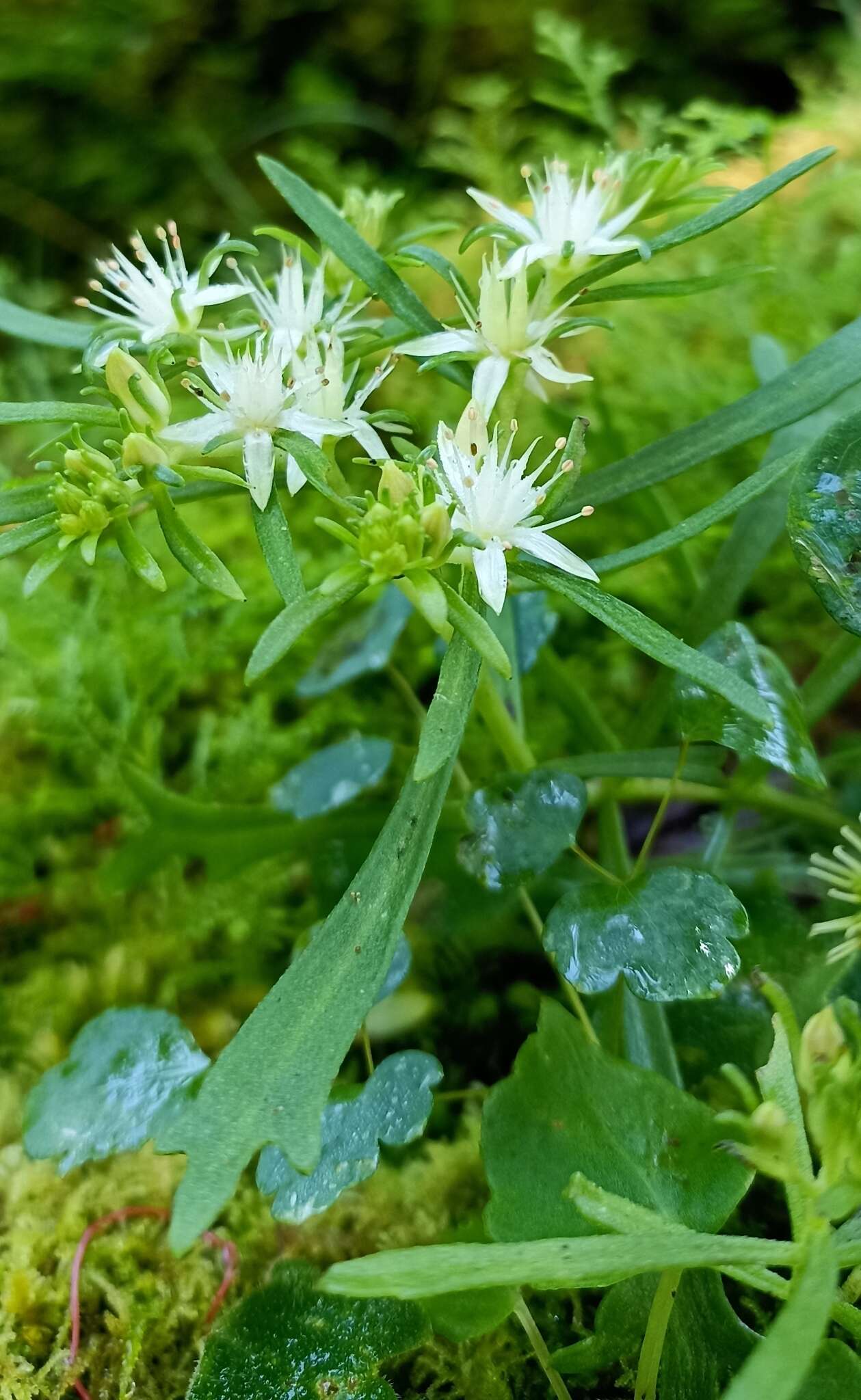 Image of Rhodiola sinuata (Royle ex Edgew.) Fu