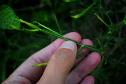 Image of Baccharis articulata (Lam.) Pers.