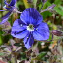 Image of Veronica baranetzkii