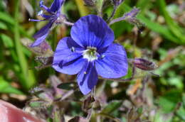 Image of Veronica baranetzkii