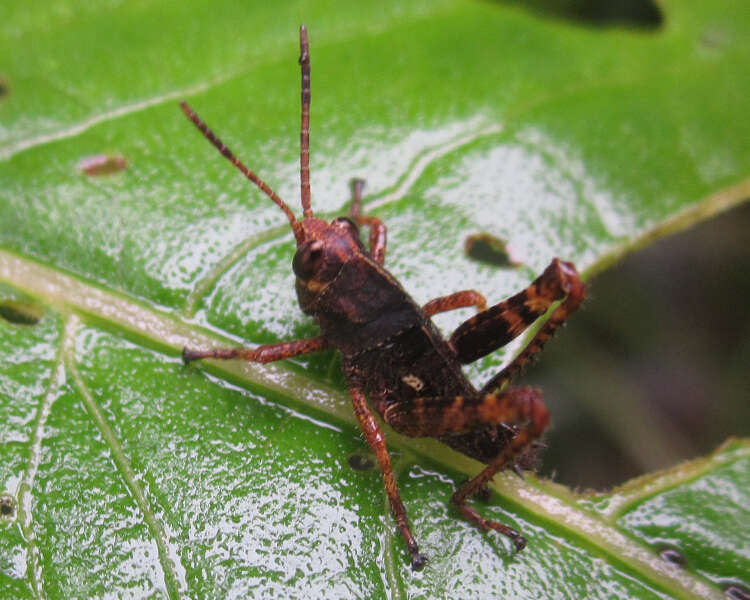 Image of Agriacris aequatoriana (Bolívar & I. 1909)