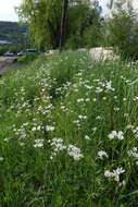 Image of great chickweed