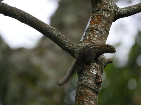 Image of Boehm's Bush Squirrel