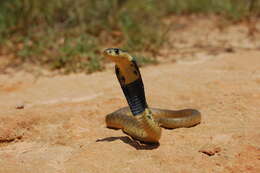 Image of Snouted cobra