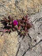 Image of Delosperma repens L. Bol.