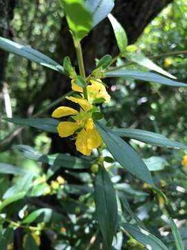 Plancia ëd Heimia salicifolia (Kunth) Link