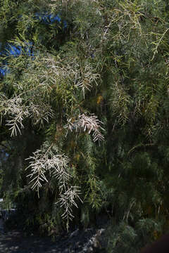 Image of Nile tamarisk