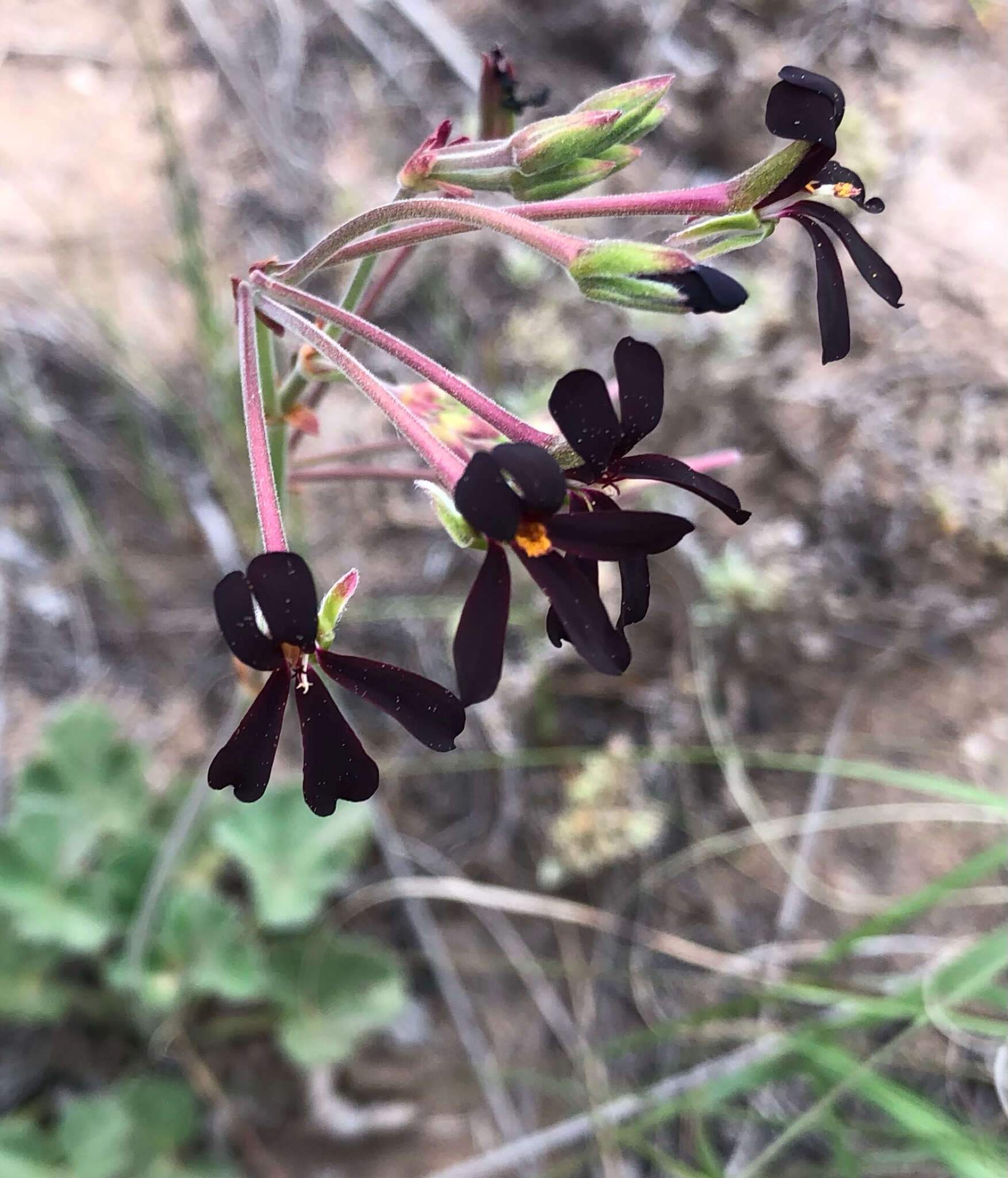 Image of Pelargonium sidoides DC.