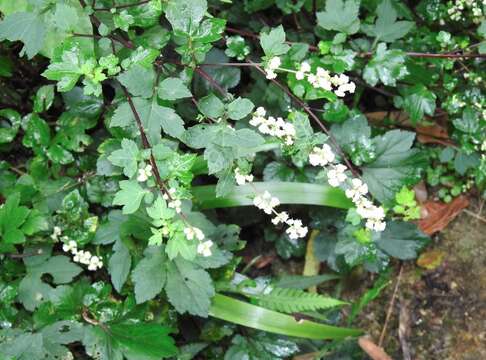 Image of Artemisia lactiflora Wall. ex DC.