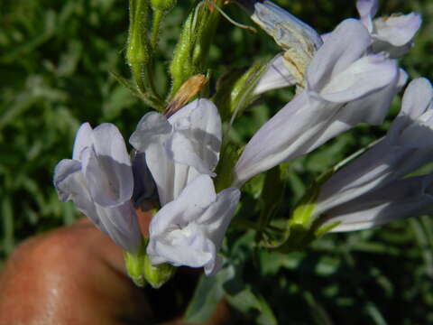 Sivun Penstemon lyalli (A. Gray) A. Gray kuva