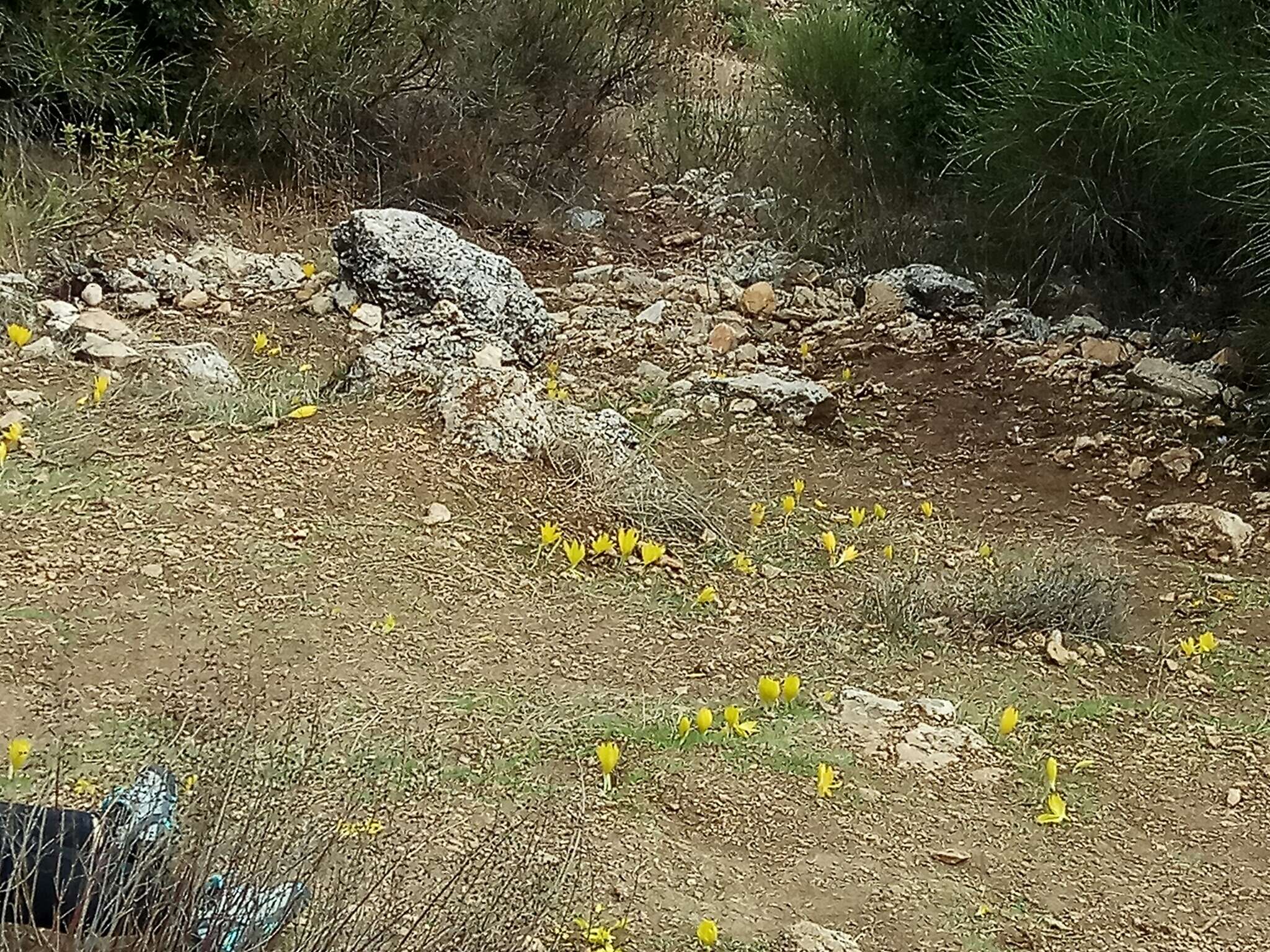 Image de Sternbergia clusiana (Ker Gawl.) Ker Gawl. ex Spreng.