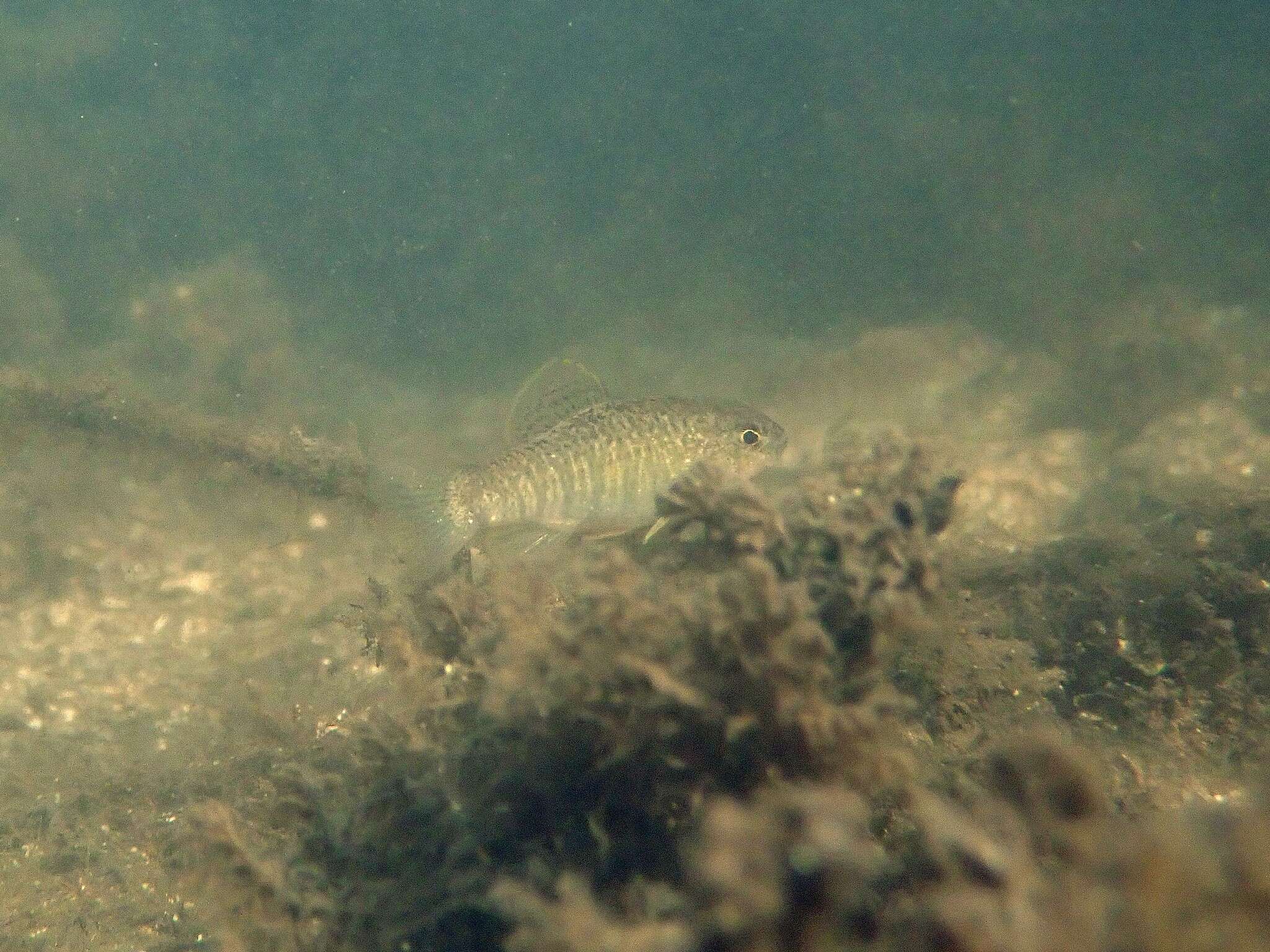 Image of Goldspotted killifish