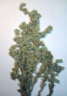 Image of field cudweed