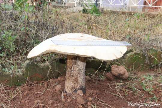 Image of Macrocybe titans (H. E. Bigelow & Kimbr.) Pegler, Lodge & Nakasone 1998