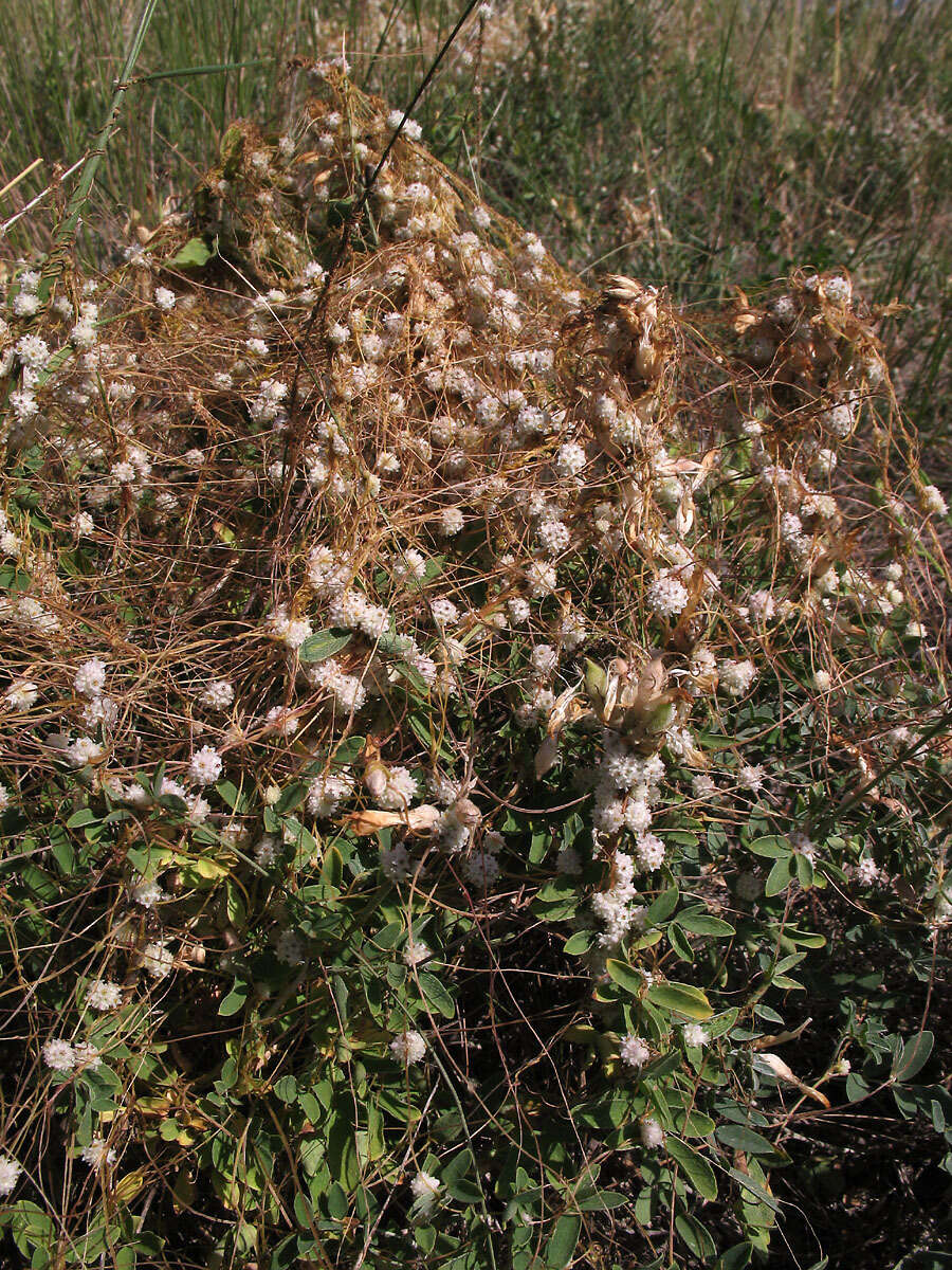 Image of alfalfa dodder