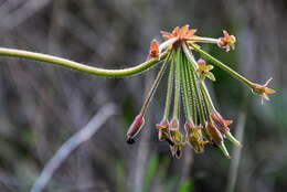Image of Pelargonium lobatum (Burm. fil.) L'Her.
