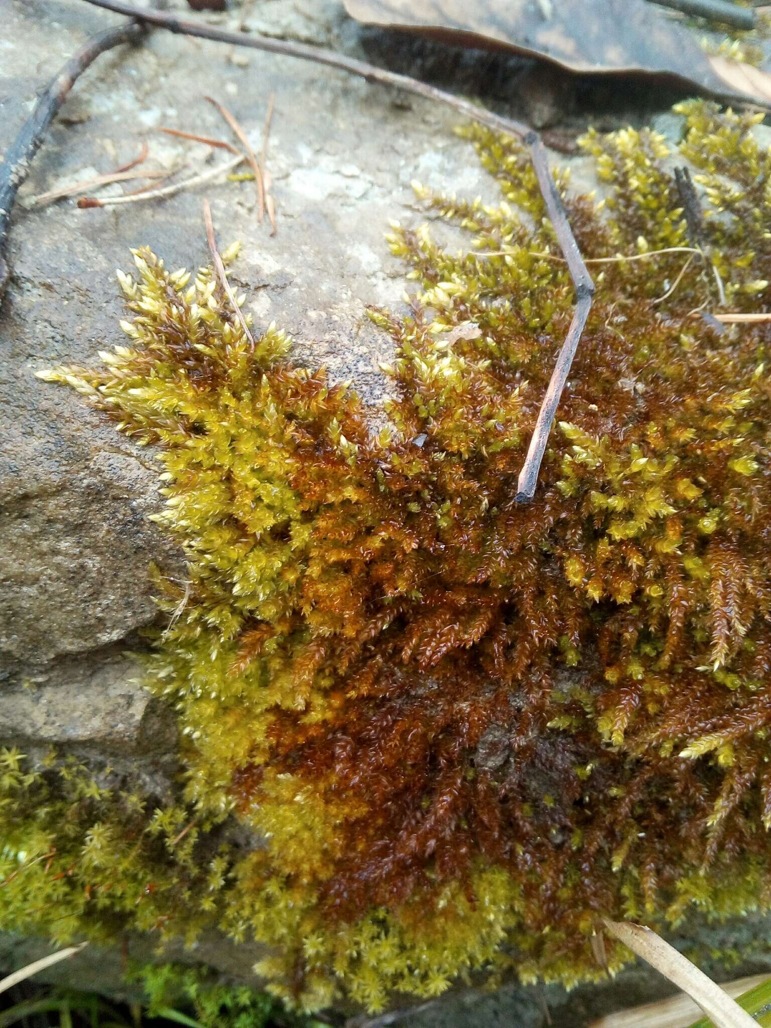 Image of silken homalothecium moss