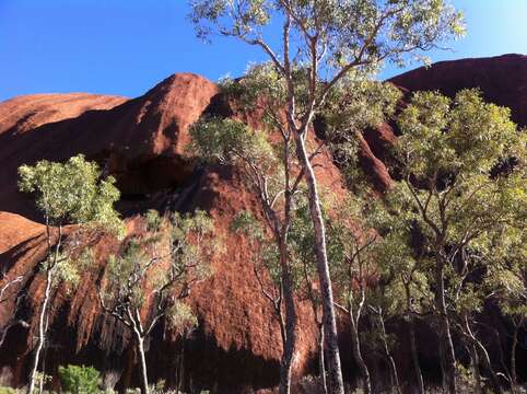 Image of Inland bloodwood