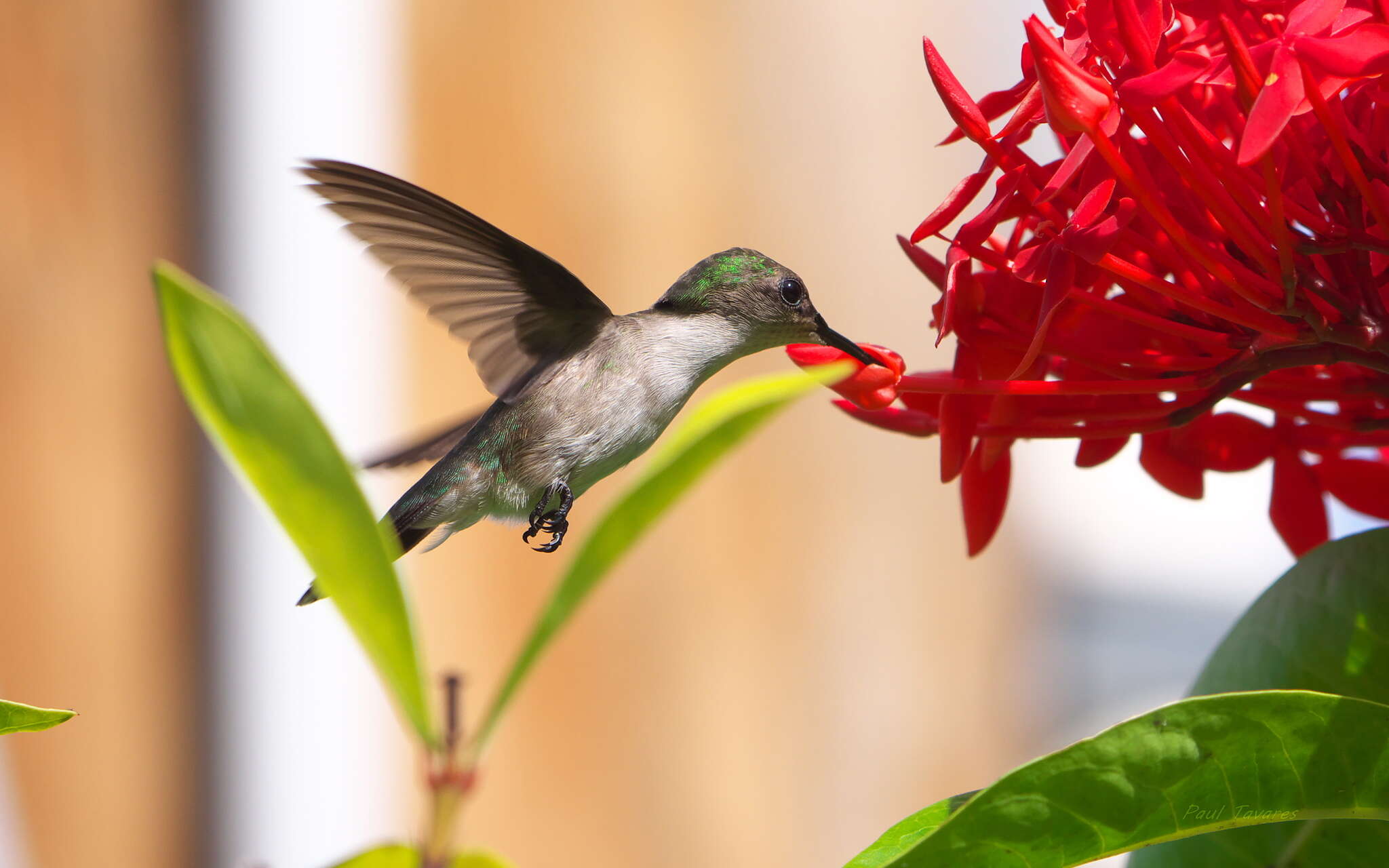 Image of Vervain Hummingbird