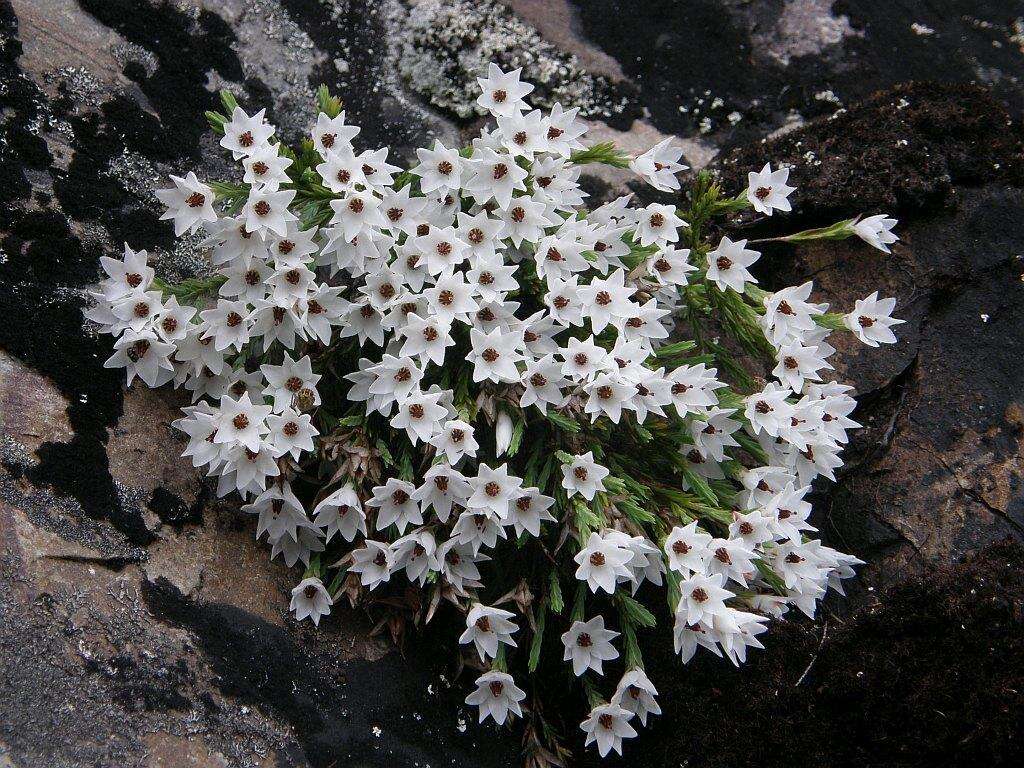 Plancia ëd Erica galgebergensis H. A. Baker