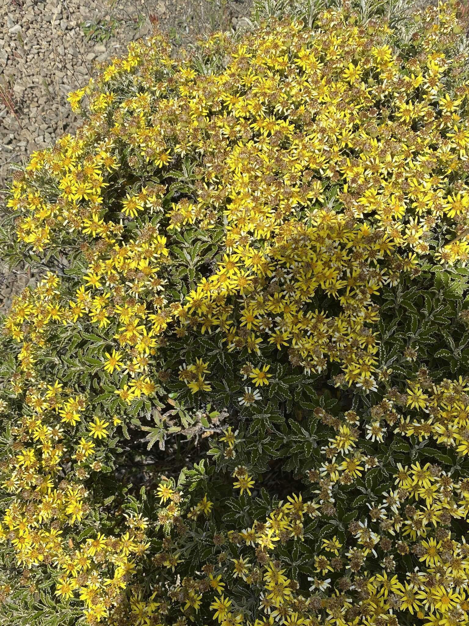 Image of Monro's Ragwort