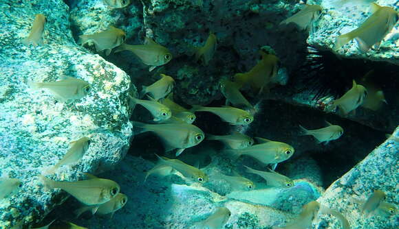 Image de Pempheris compressa (White 1790)