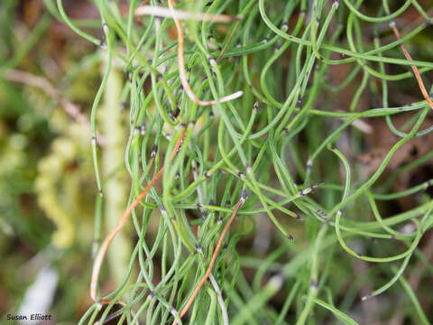 Image of Delicate Horsetail