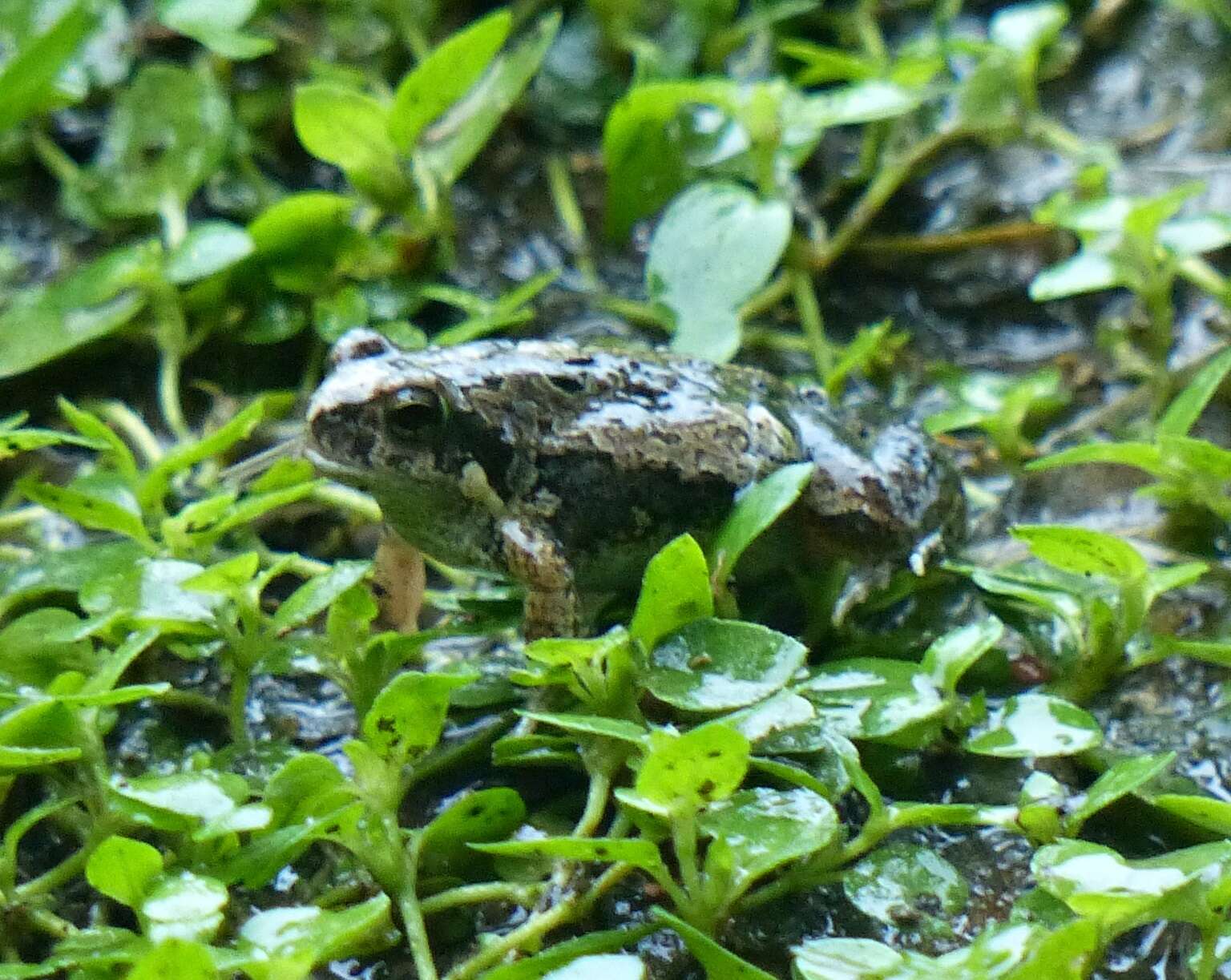 Image of Physalaemus riograndensis Milstead 1960