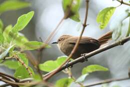 Image of Fulvous Wren