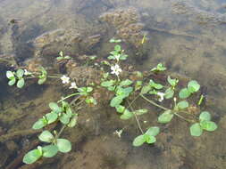 Image of Gila River Water-Hyssop