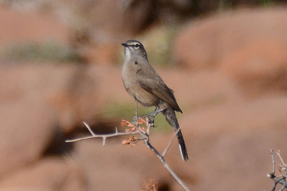 Image of Karoo Scrub Robin