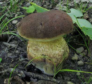 Image of Boletus variipes Peck 1888