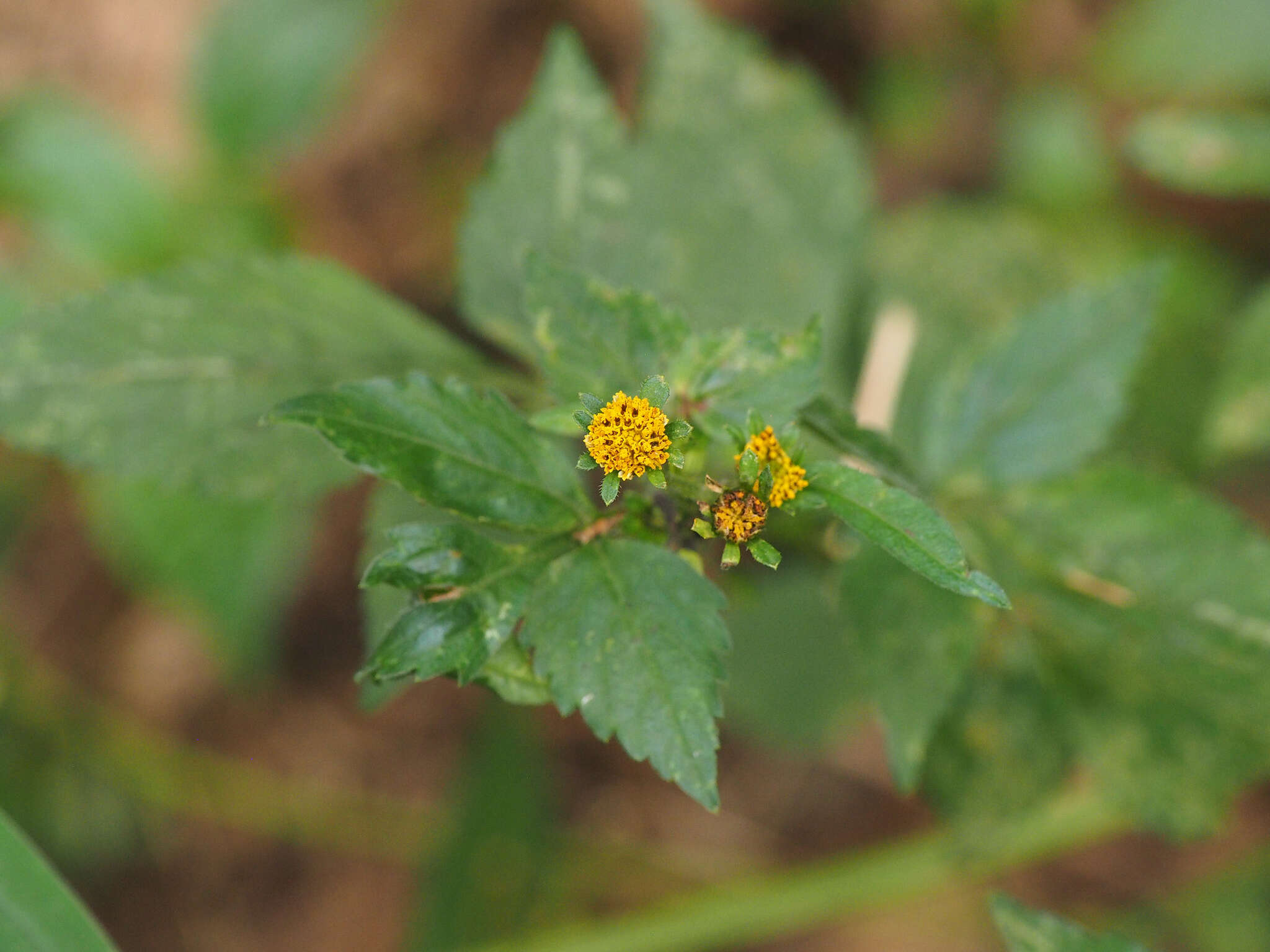 Image of <i>Bidens <i>pilosa</i></i> var. pilosa