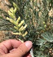 Imagem de Astragalus asymmetricus Sheldon