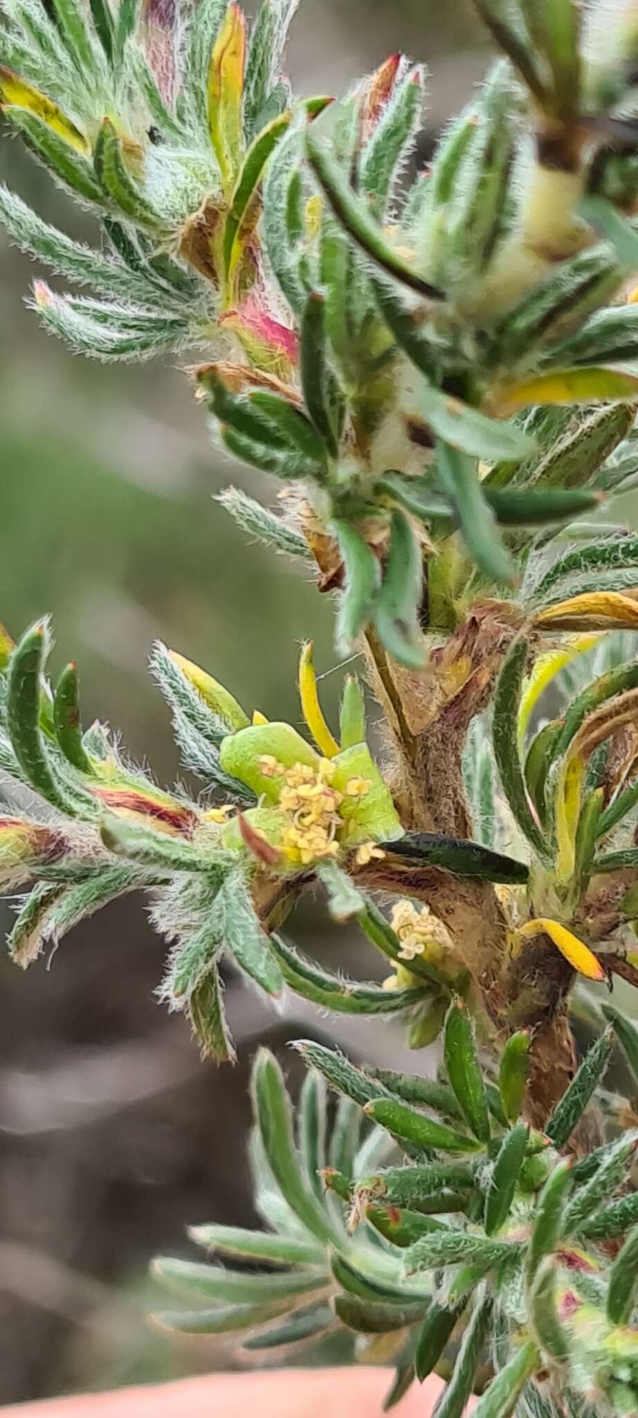 Image of Cliffortia ericifolia L. fil.