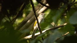 Image of Streak-breasted Honeyeater