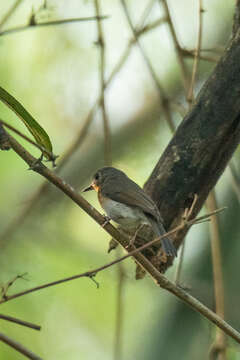 Image of Indochinese Blue Flycatcher