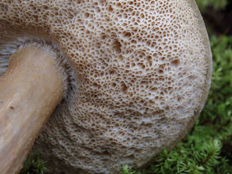 Image of Leccinum holopus (Rostk.) Watling 1960