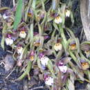 Image of Cymbidium atropurpureum (Lindl.) Rolfe