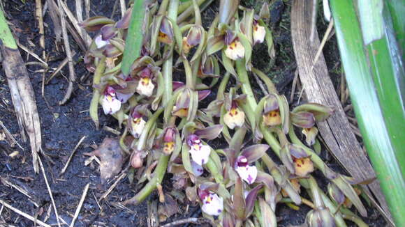 Image of Cymbidium atropurpureum (Lindl.) Rolfe