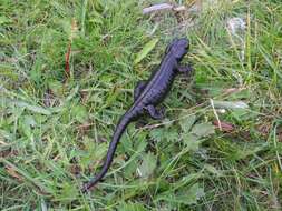 Image of Lanza's Alpine Salamander