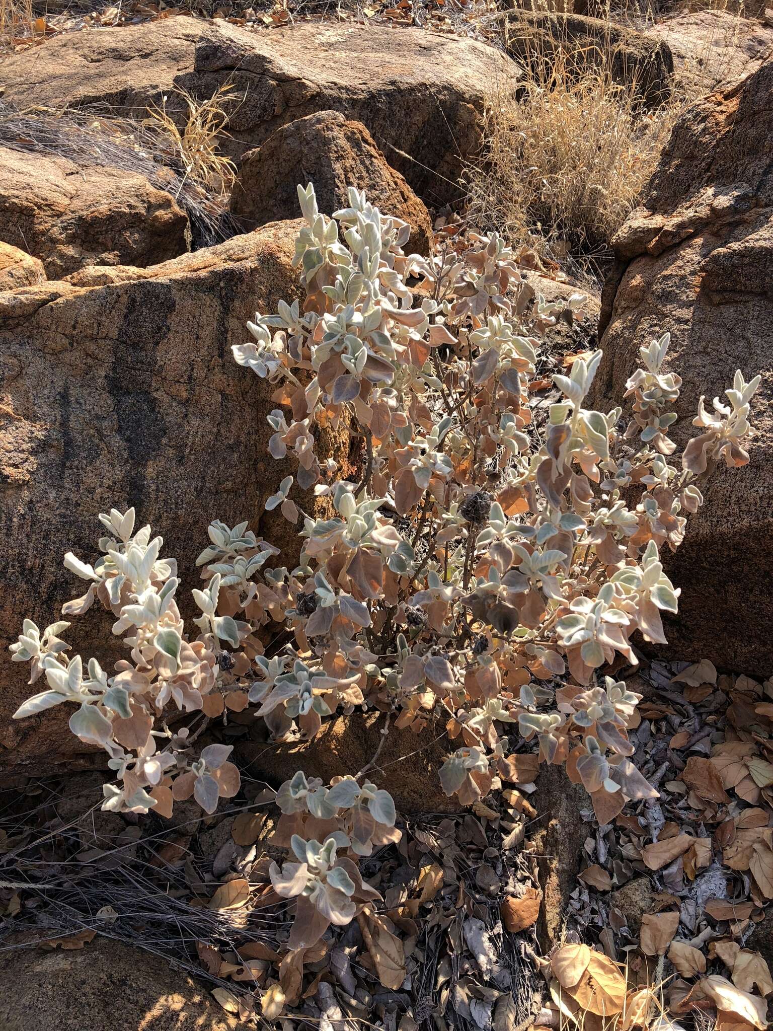 Image of Barleria albostellata C. B. Cl.