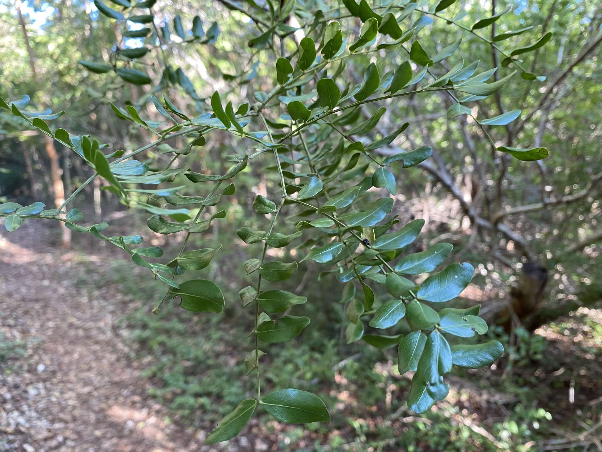 Слика од Vachellia choriophylla (Benth.) Seigler & Ebinger