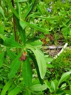 صورة Spilosoma pteridis Edwards 1874