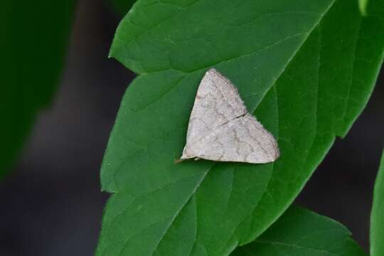 Image of Polypogon strigilata (Linnaeus 1758)