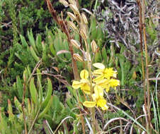 Image of Bulbine favosa (Thunb.) Schult. & Schult. fil.