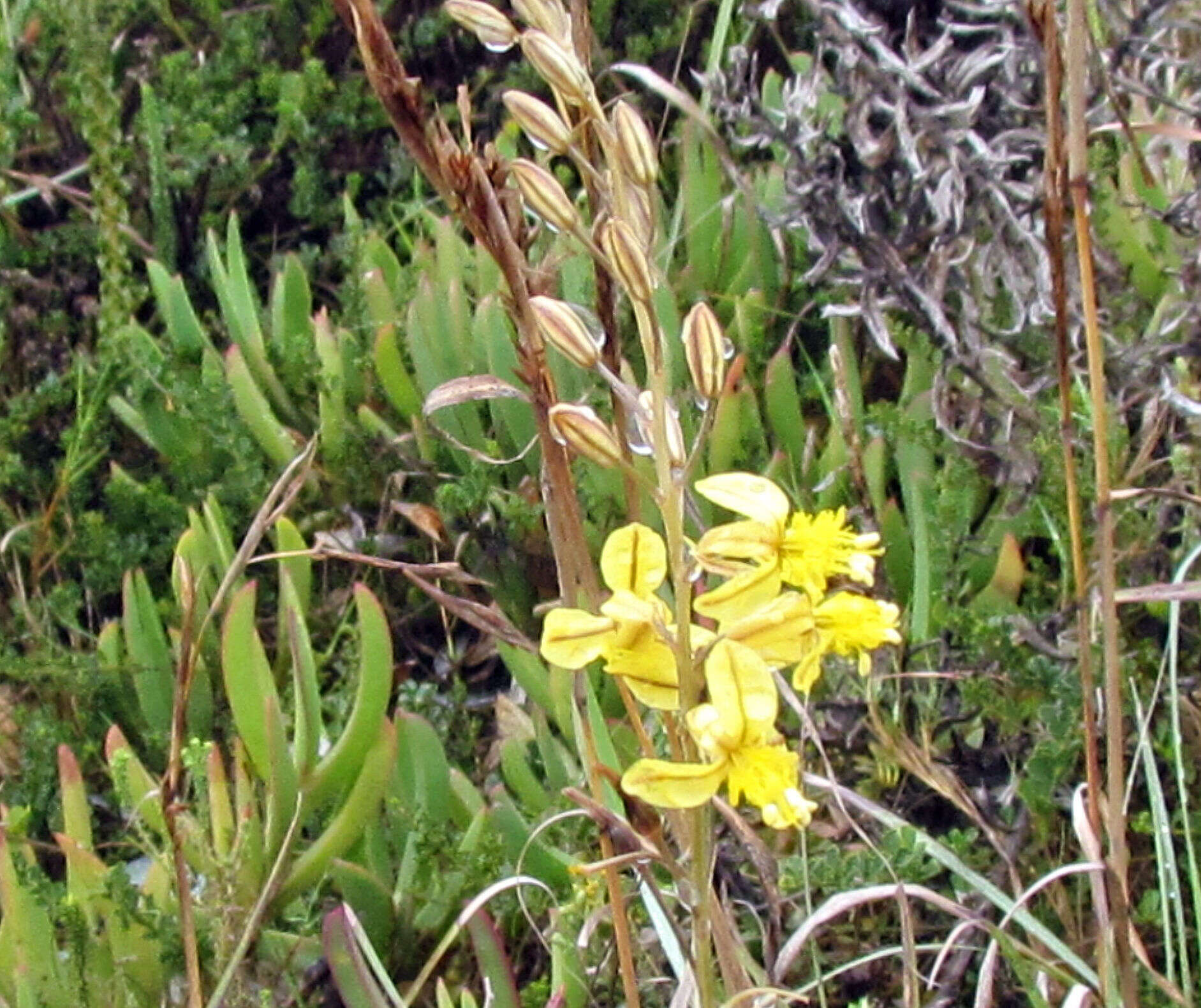 Image of Bulbine favosa (Thunb.) Schult. & Schult. fil.