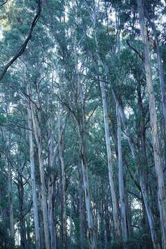 Image de Eucalyptus cypellocarpa L. A. S. Johnson